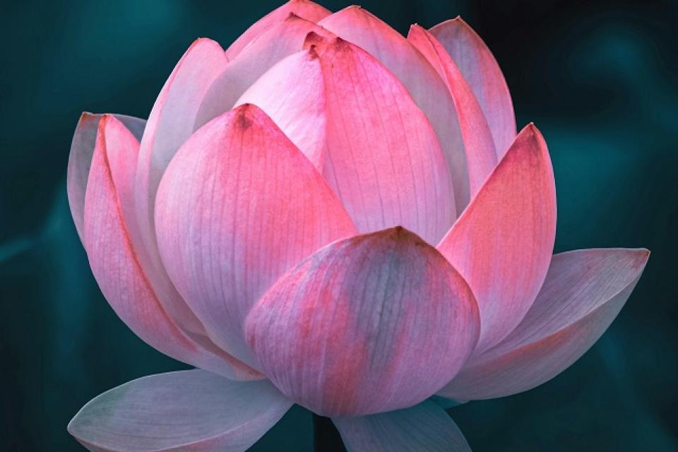 Wat is het lotus standje?