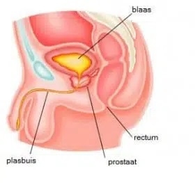 prostaat laten masseren door anale penetratie, prostaat ook wel p spot genoemd. Stimuleren van de prostaat kan ook door anale stimulatie wat heerlijk ontspannend kan werken. De prostaat, de g spot voor mannen